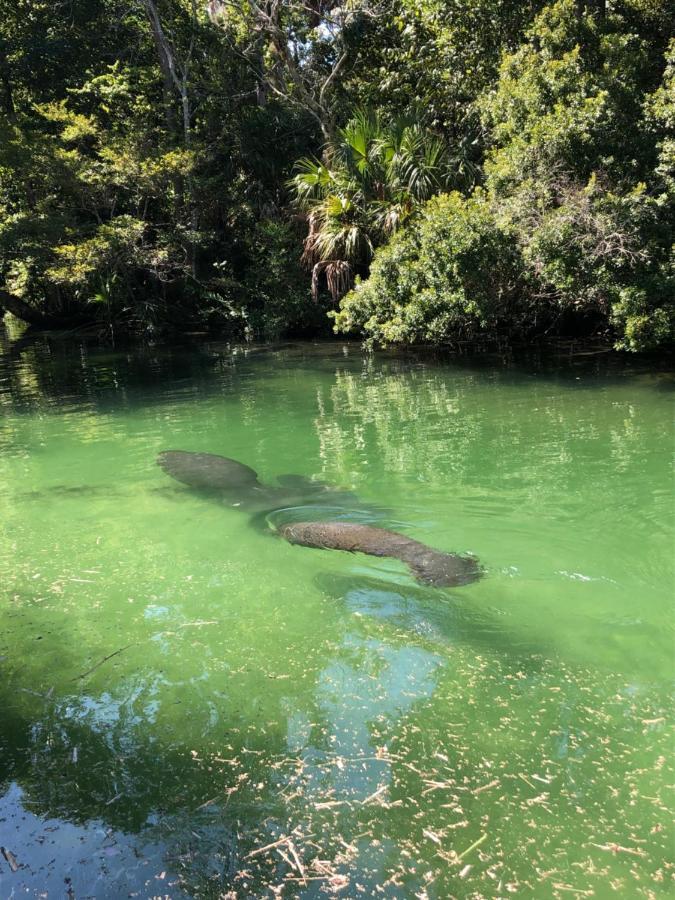 Cozy Cottage River House Weeki Wachee Luaran gambar