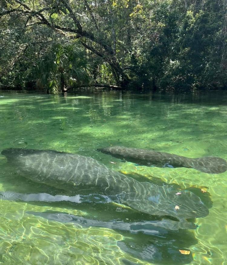 Cozy Cottage River House Weeki Wachee Luaran gambar